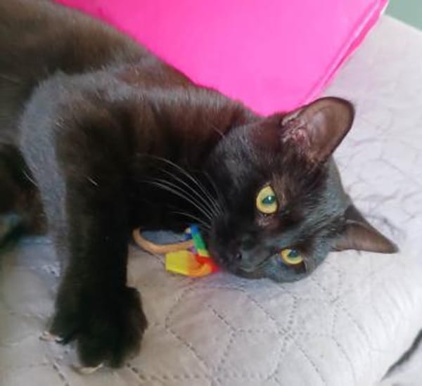 Beat -  charmanter schwarzer Kater