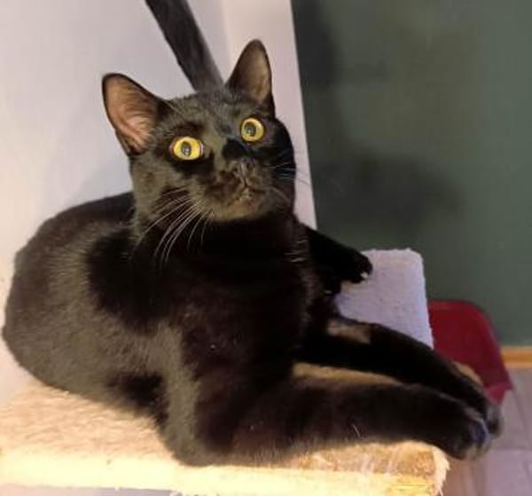 Beat -  charmanter schwarzer Kater