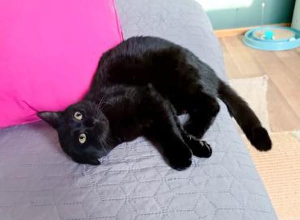 Beat -  charmanter schwarzer Kater