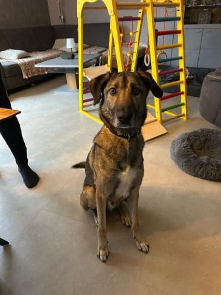 Anouk sucht eine erfahrene Familie