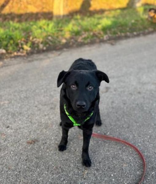 Odin ❤ unglaublich liebevoll- Erkelenz