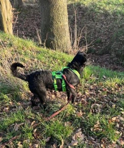 Odin ❤ unglaublich liebevoll- Erkelenz