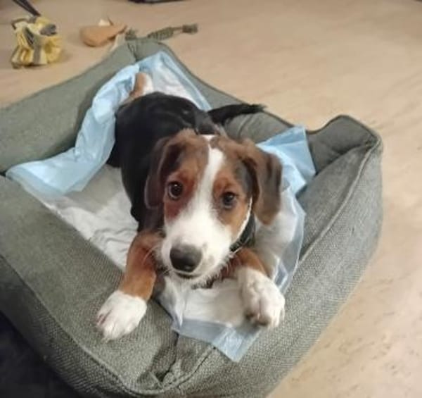 Emilia, freundlich und zauberhaft sucht