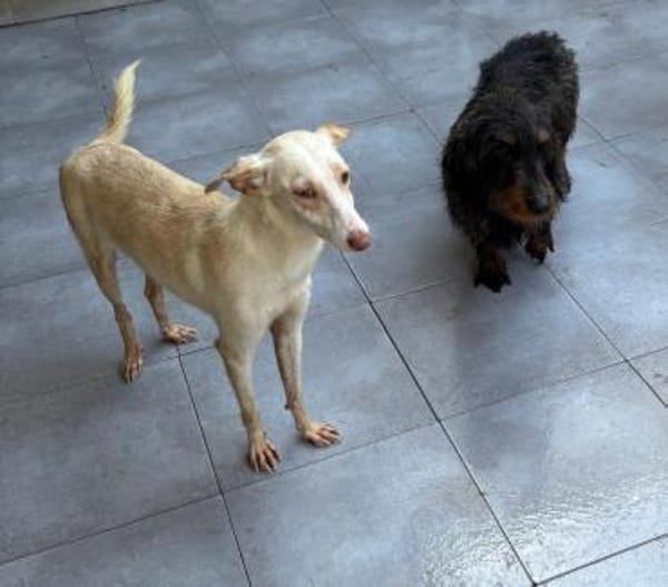 Pironella - ab Mitte 01/2026 auf PS in D