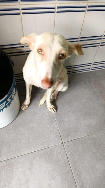 Pironella - ab Mitte 01/2026 auf PS in D