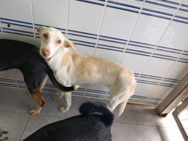 Pironella - ab Mitte 01/2026 auf PS in D