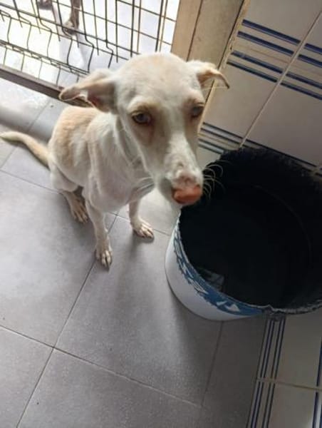 Pironella - ab Mitte 01/2026 auf PS in D