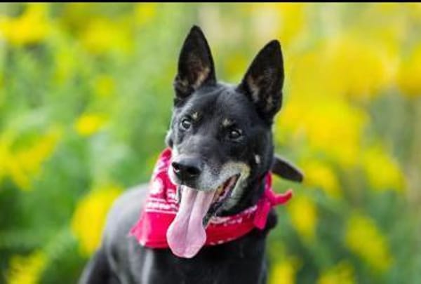 Misha❤suchrt warmes Körbchen