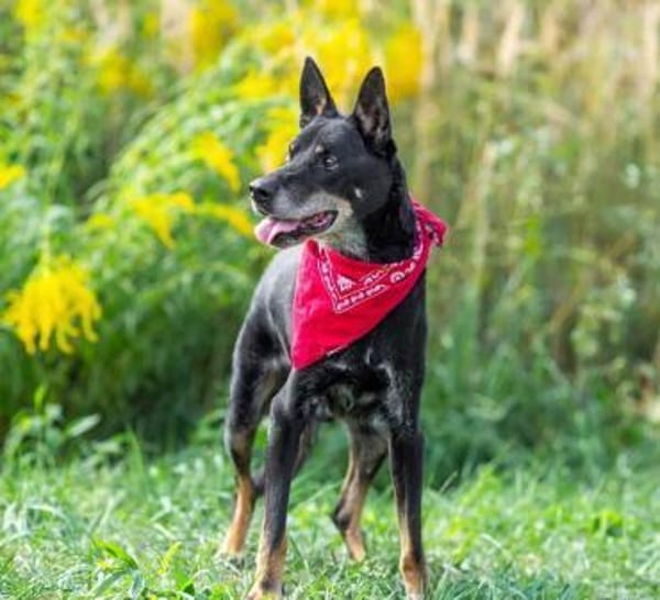 Misha❤suchrt warmes Körbchen