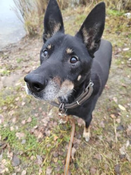 Misha❤suchrt warmes Körbchen