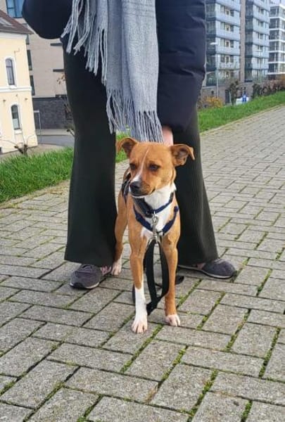 Pacco -Kuschelherz&Platz in deinem Leben