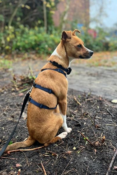Pacco -Kuschelherz&Platz in deinem Leben