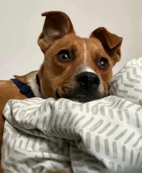 Pacco -Kuschelherz&Platz in deinem Leben