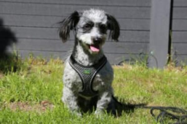 GOTTLIEB - anhänglich&liebenswert