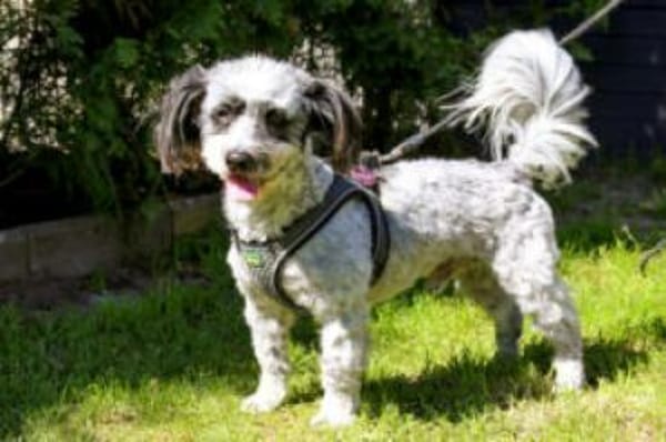 GOTTLIEB - anhänglich&liebenswert