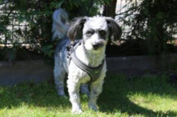 GOTTLIEB - anhänglich&liebenswert