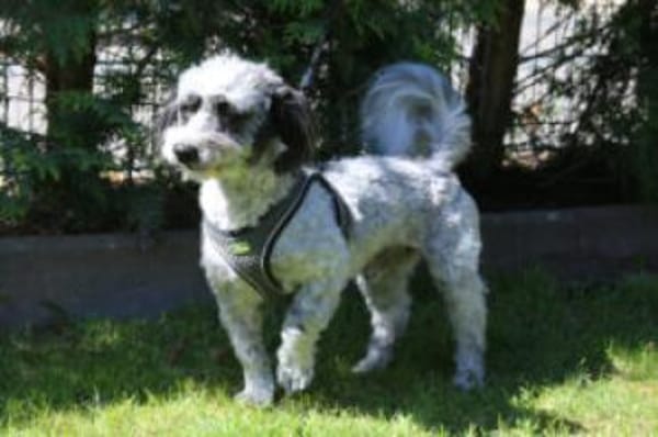 GOTTLIEB - anhänglich&liebenswert