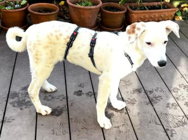 WHITE GIRL-mit den braunen Tupfen