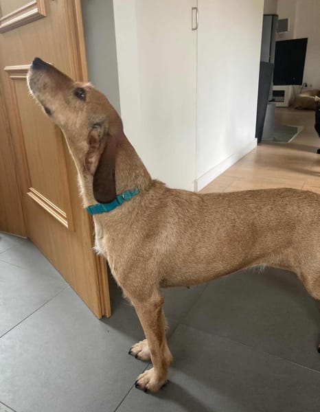 Joy - möchte endlich anfangen zu leben