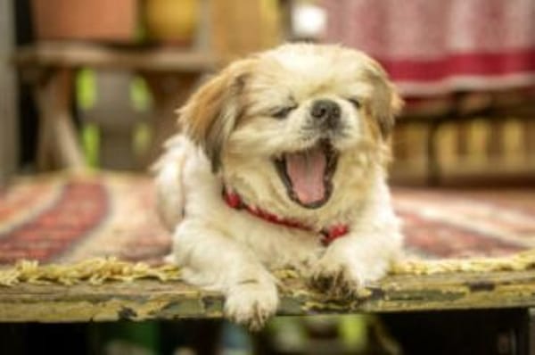 OPI ROCKY - sucht liebevollen Alterssitz