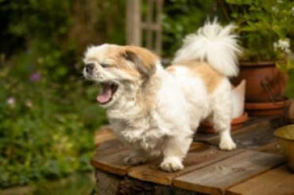 OPI ROCKY - sucht liebevollen Alterssitz