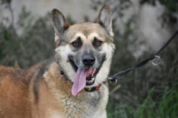 GINO sucht seinen Lieblingsmensch