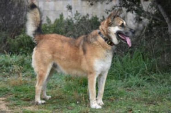 GINO sucht seinen Lieblingsmensch