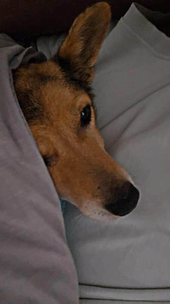 Pita - wünscht sich einen Altersruhesitz