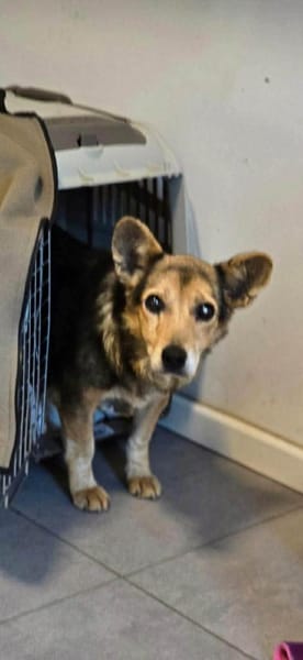 Pita - wünscht sich einen Altersruhesitz