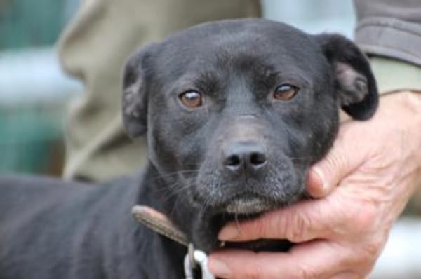 Bonni - kinderlieb u. sehr verspielt