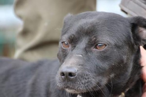 Bonni - kinderlieb u. sehr verspielt