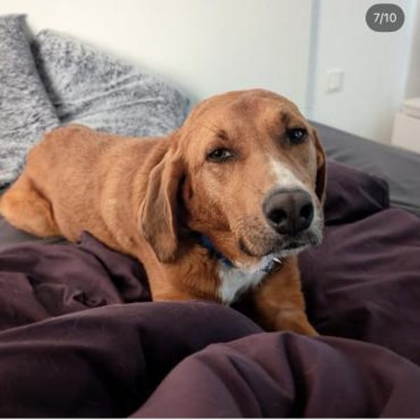 Vermittlungshilfe für Bronte ❤