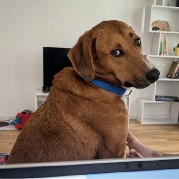 Vermittlungshilfe für Bronte ❤