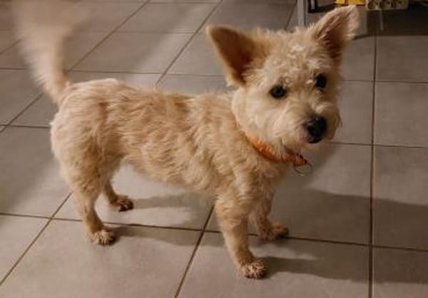 BENJI wünscht sich seine eigene Familie