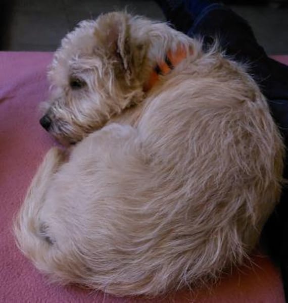 BENJI wünscht sich seine eigene Familie