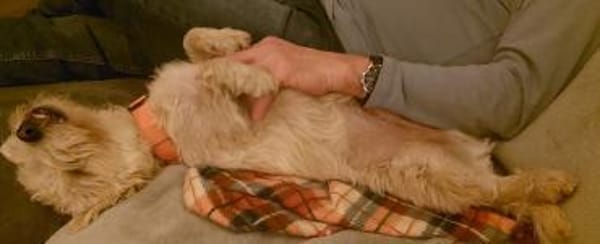 BENJI wünscht sich seine eigene Familie