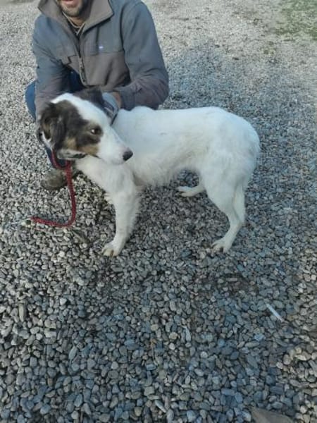 Ponyo - hübscher Jungrüde