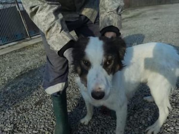 Ponyo - hübscher Jungrüde