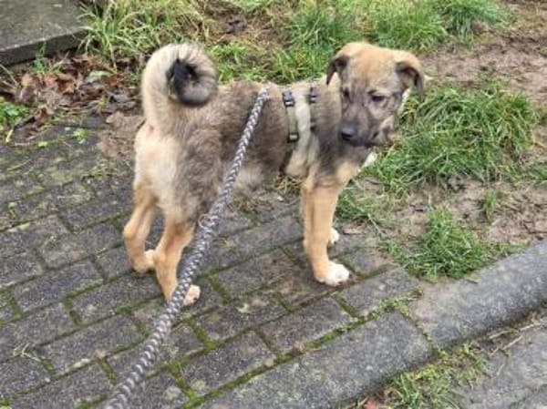 Anton - wartet in 57539 Breitscheidt