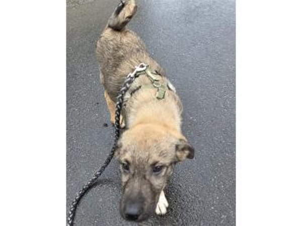 Anton - wartet in 57539 Breitscheidt