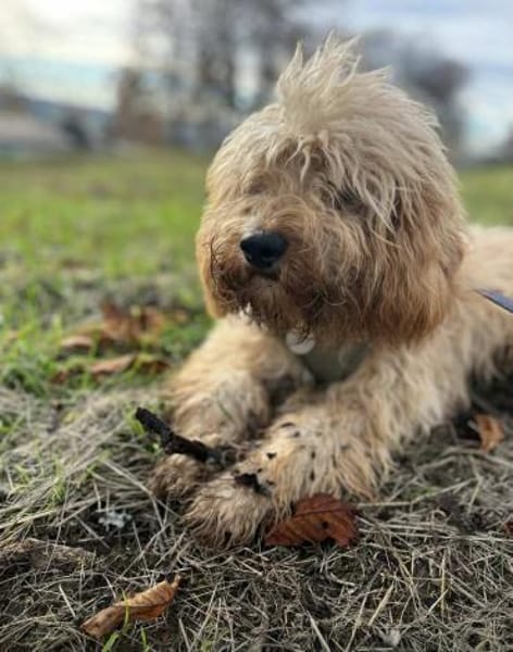 GUSTAV sucht ein ruhiges zuhause