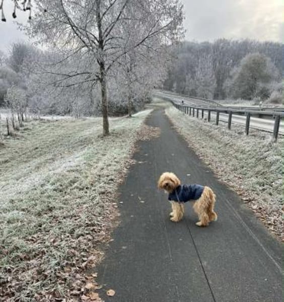 GUSTAV sucht ein ruhiges zuhause