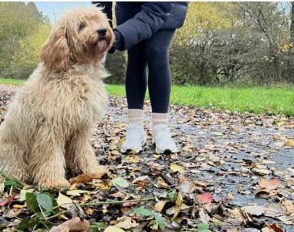 GUSTAV sucht ein ruhiges zuhause