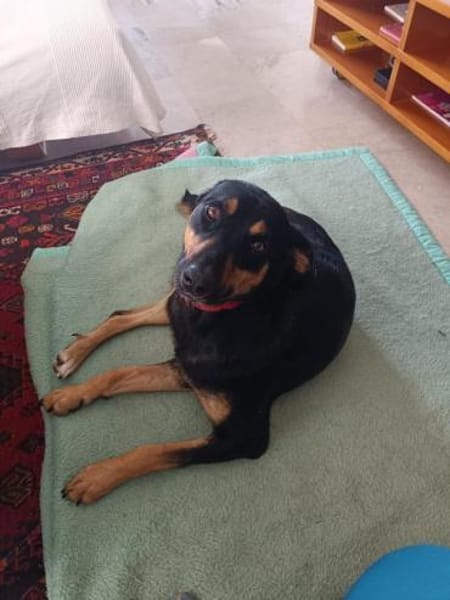 🎄🌟Ein Weihnachtswunder für Elenia?🌟🎄