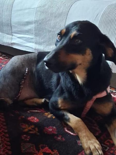 🎄🌟Ein Weihnachtswunder für Elenia?🌟🎄