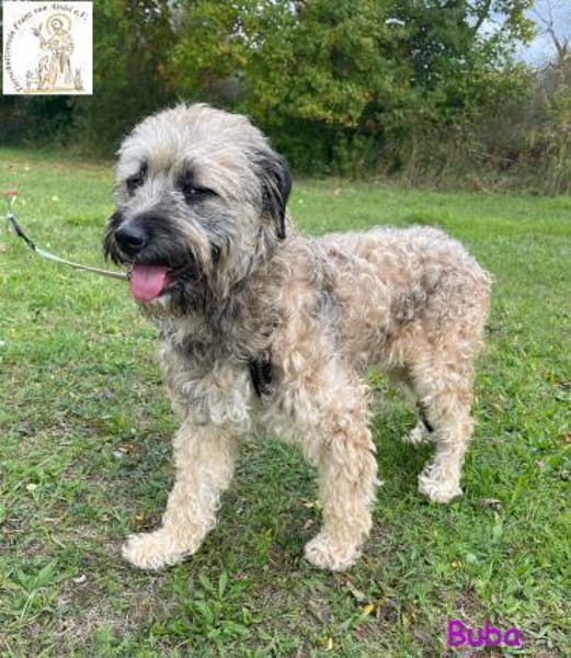 Buba  das genügsame Hundemädchen