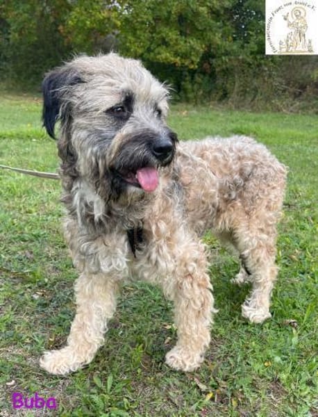 Buba  das genügsame Hundemädchen