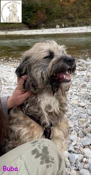 Buba  das genügsame Hundemädchen