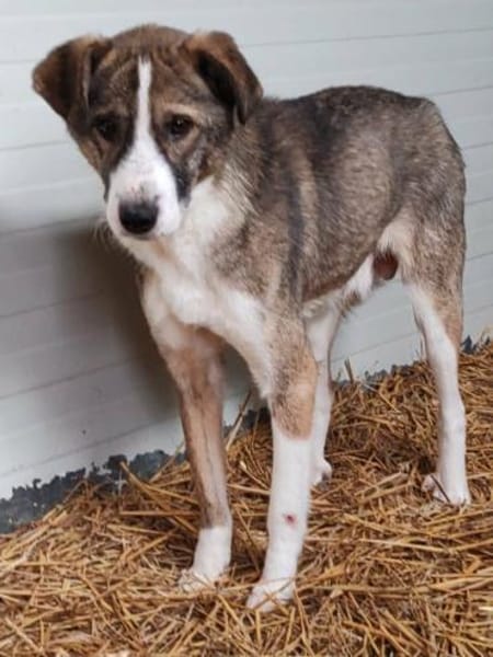 CARLITTO - zuckersüßer Traumhund