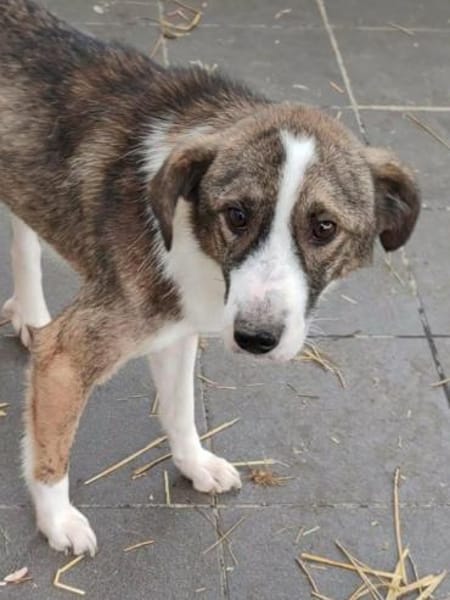 CARLITTO - zuckersüßer Traumhund